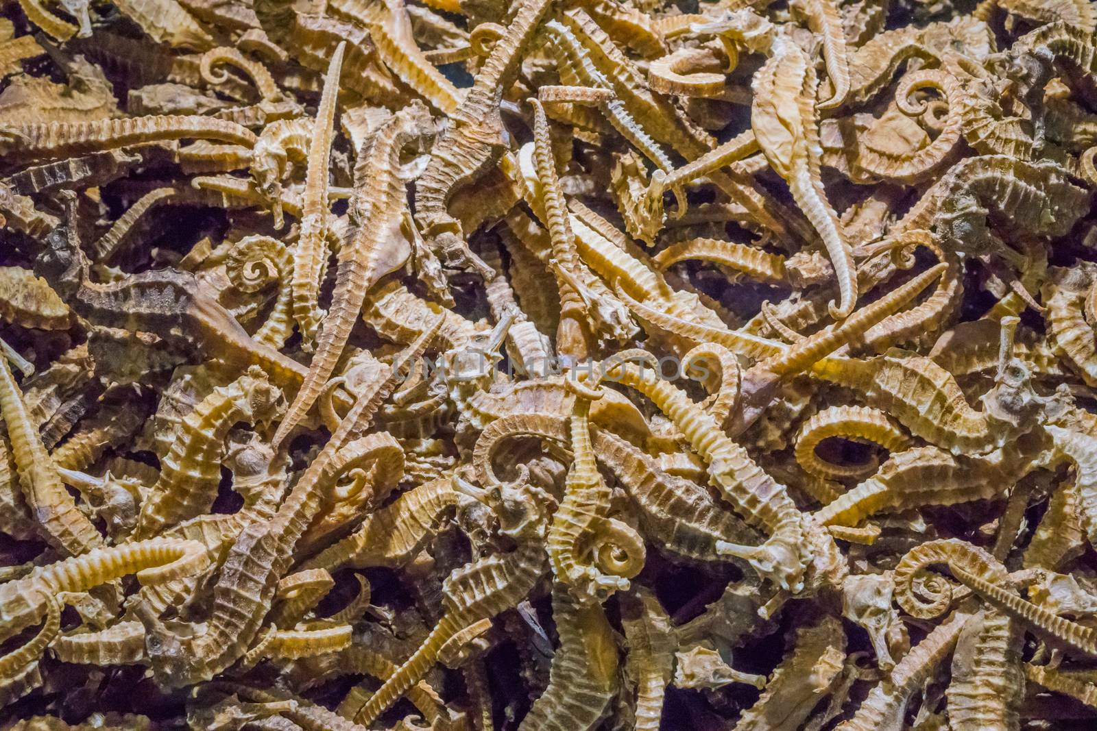 illegal merchandise pile of many dried seahorses souvenirs or chinese alternative medicine