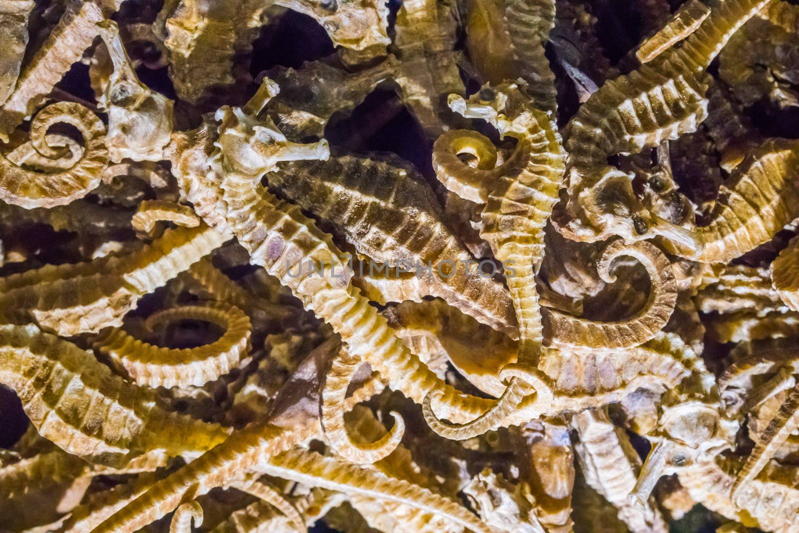 macro closeup of dried seahorses souvenirs or chines alternative medicine illegal merchandise by charlottebleijenberg