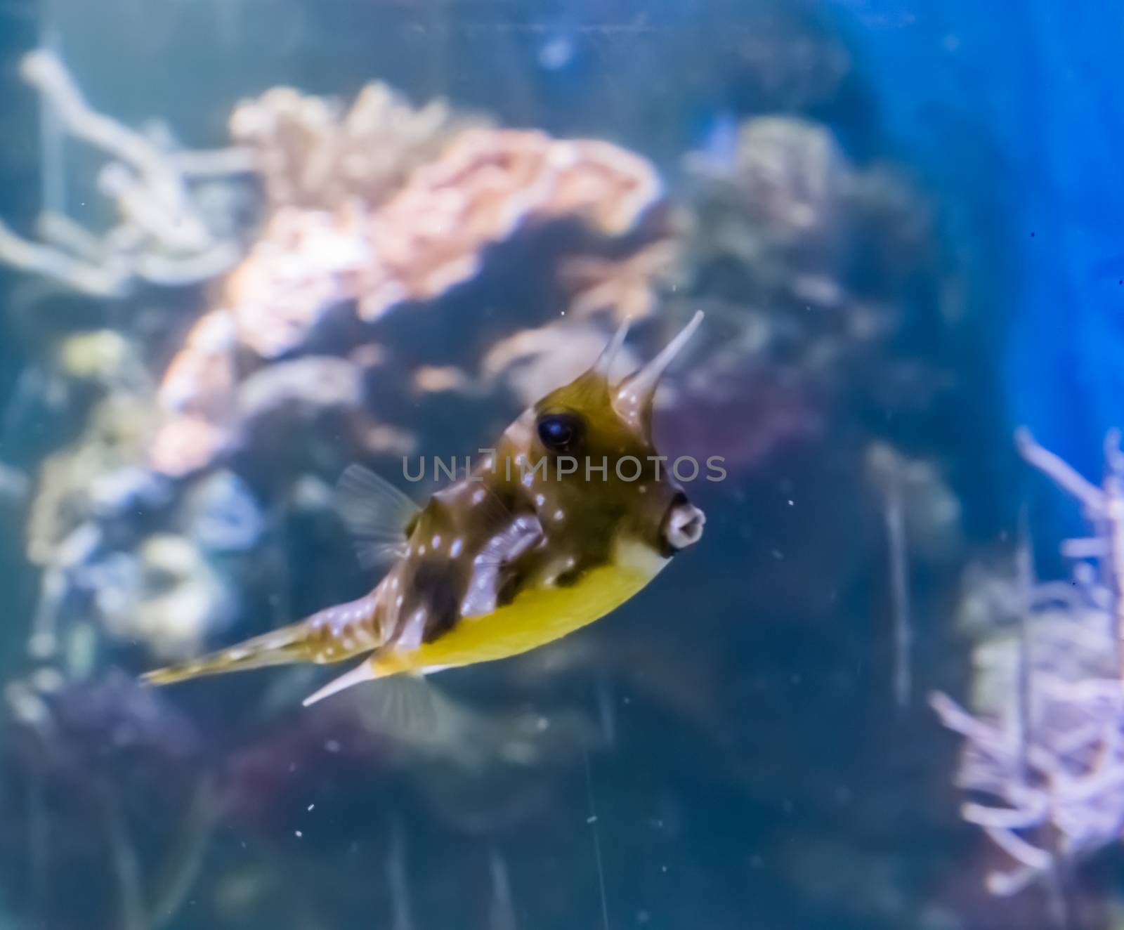 longhorn cowfish or horned boxfish a funny tropical aquarium fish pet with kissing lips a marine life portrait by charlottebleijenberg