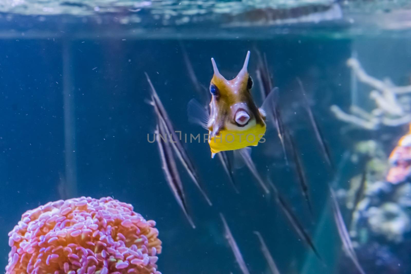 horned boxfish or longhorn cowfish swimming in a tropical aquarium with fishes on the background and making a kiss with her lips by charlottebleijenberg