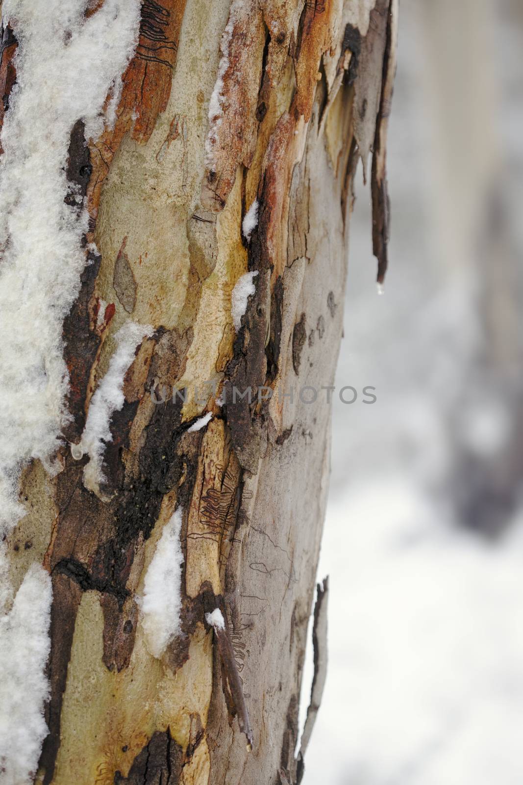 Textures and varying shades of colours, from light grey browns to rustic orange browns, dark chocolate browns and creamy yellows  of gum tree bark that is covered in snow in winter.   Squiggly gum moth trails can be seen in some areas.