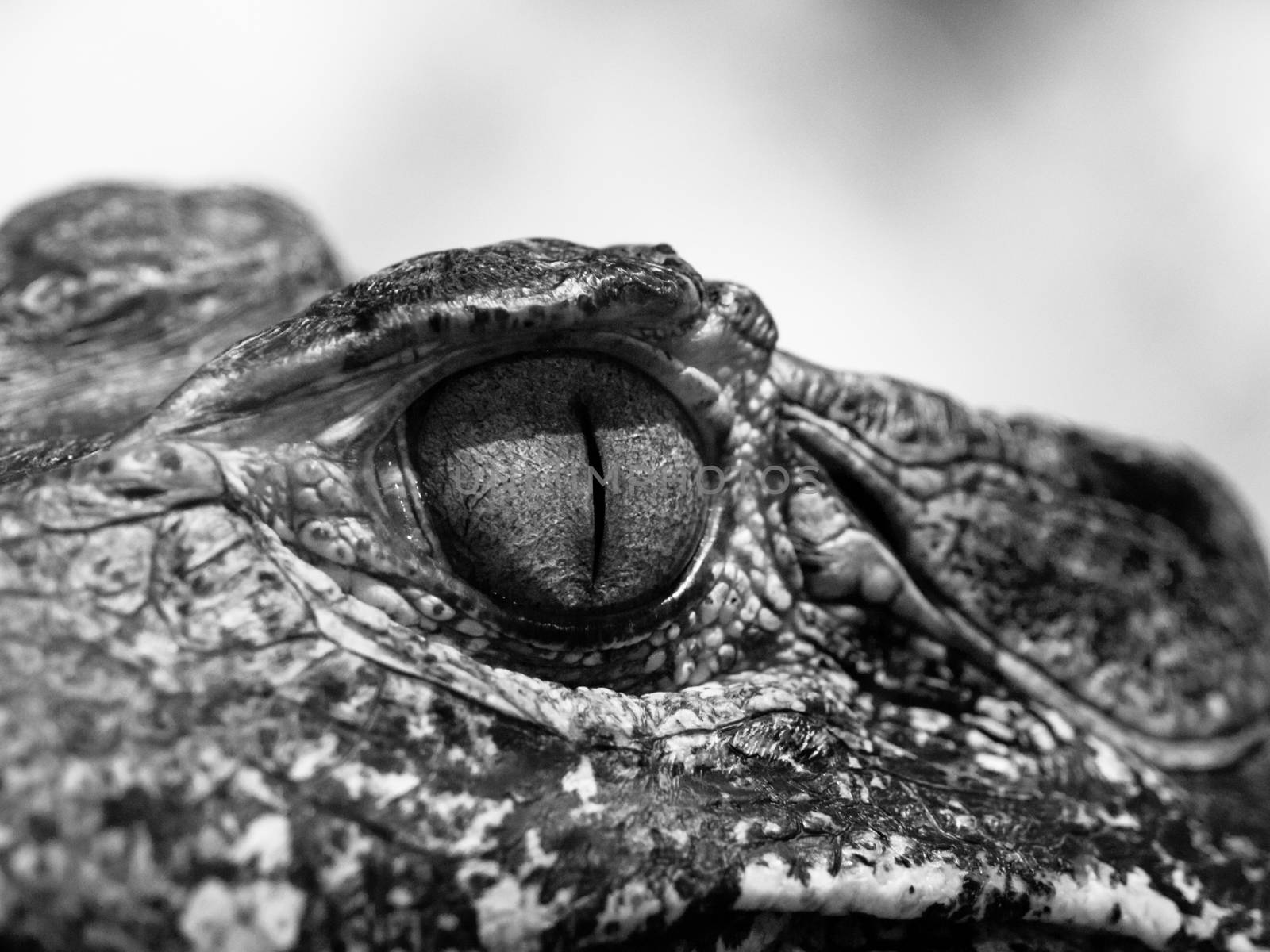 Eye of caiman in close-up view. Black and white image by pyty