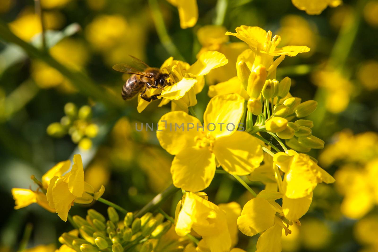 Yellow blossoms of rape plant, detailed view by pyty