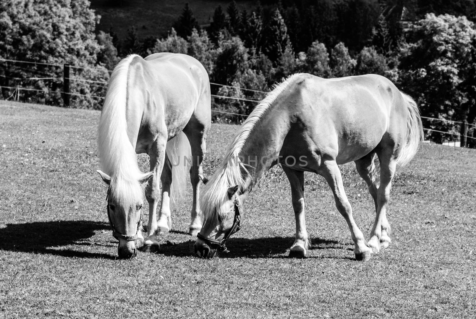 Two palomino horses grazing on a pasture Black and white image.
