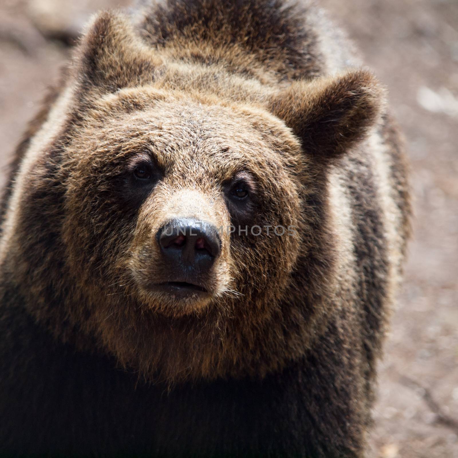 Brown bear. Close-up view.