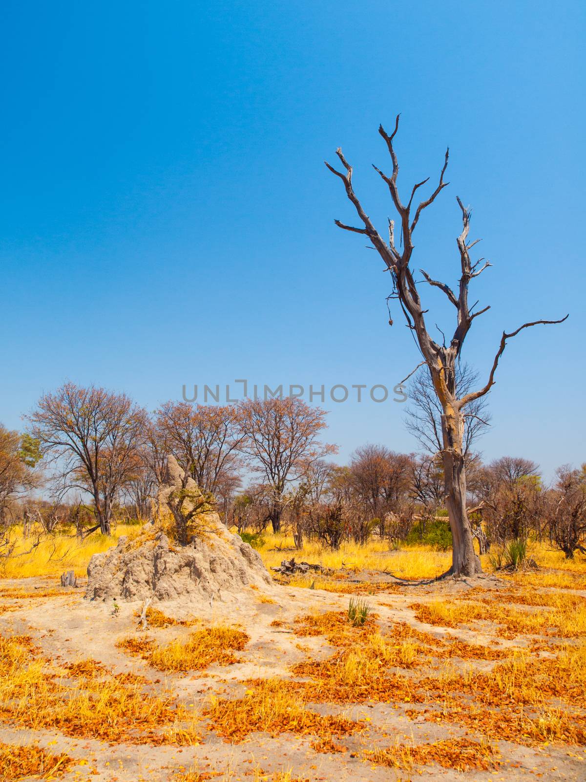 Termite hill in savanna, Okavango region, Botswana