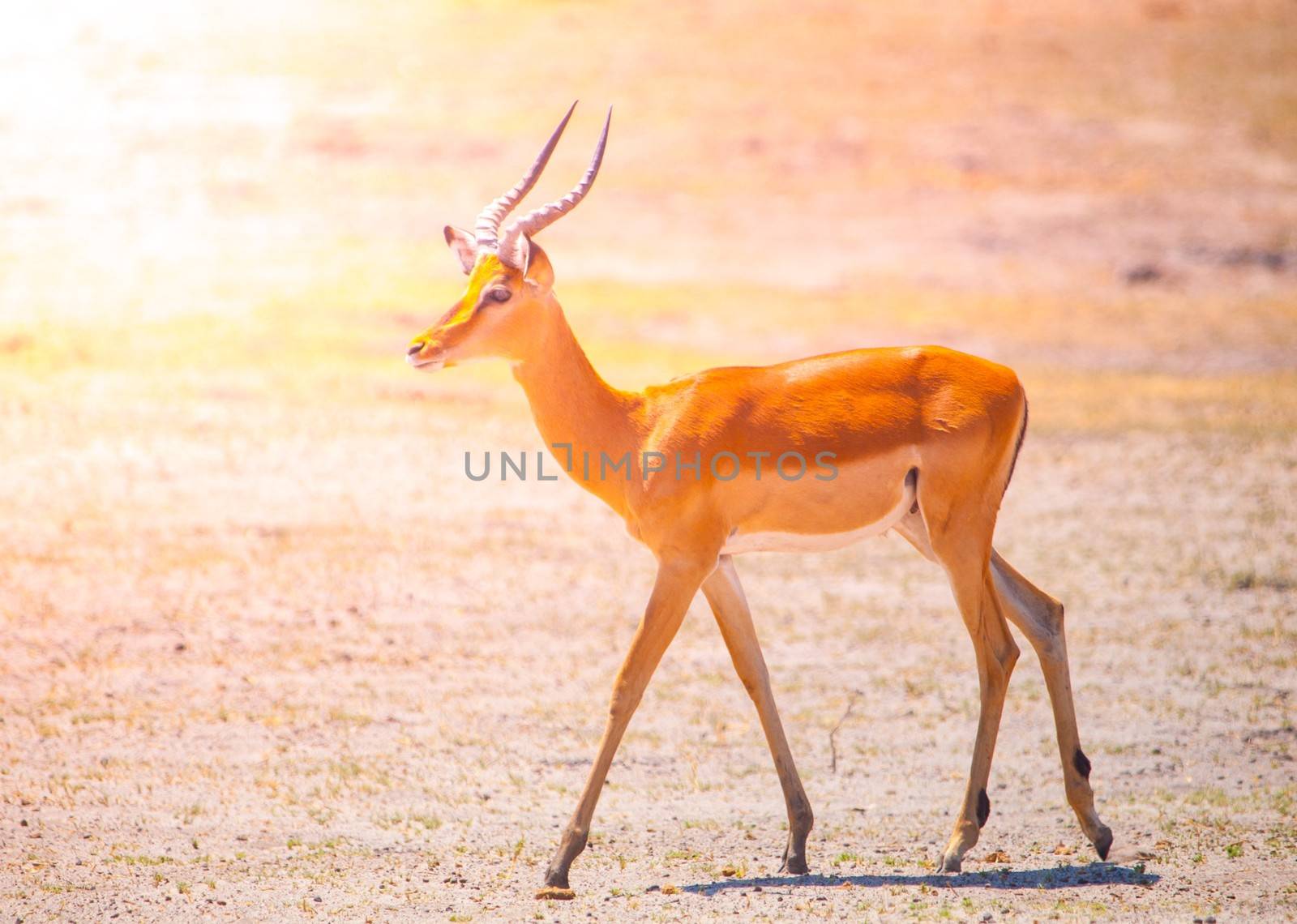 Young impala on safari game drive, Okavango region, Botswana.