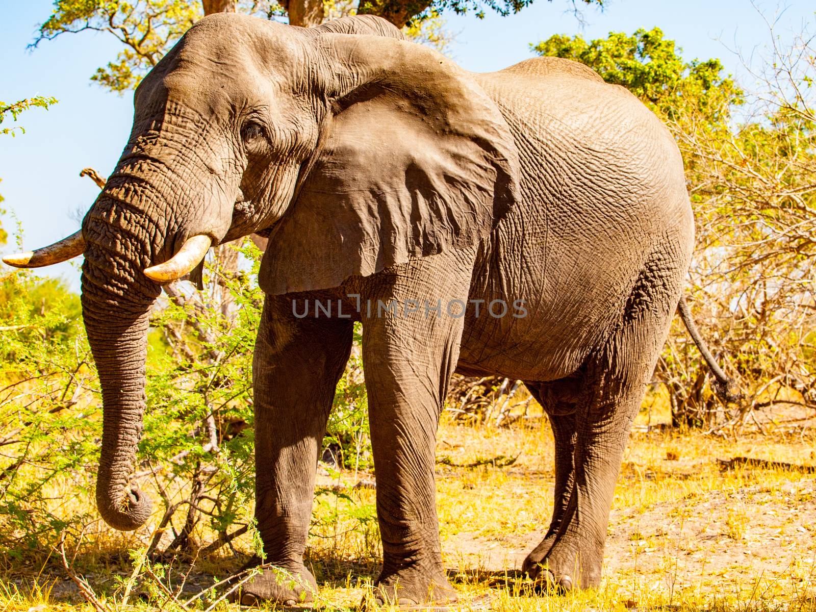 Huge african elephant on sunny day in savanna by pyty