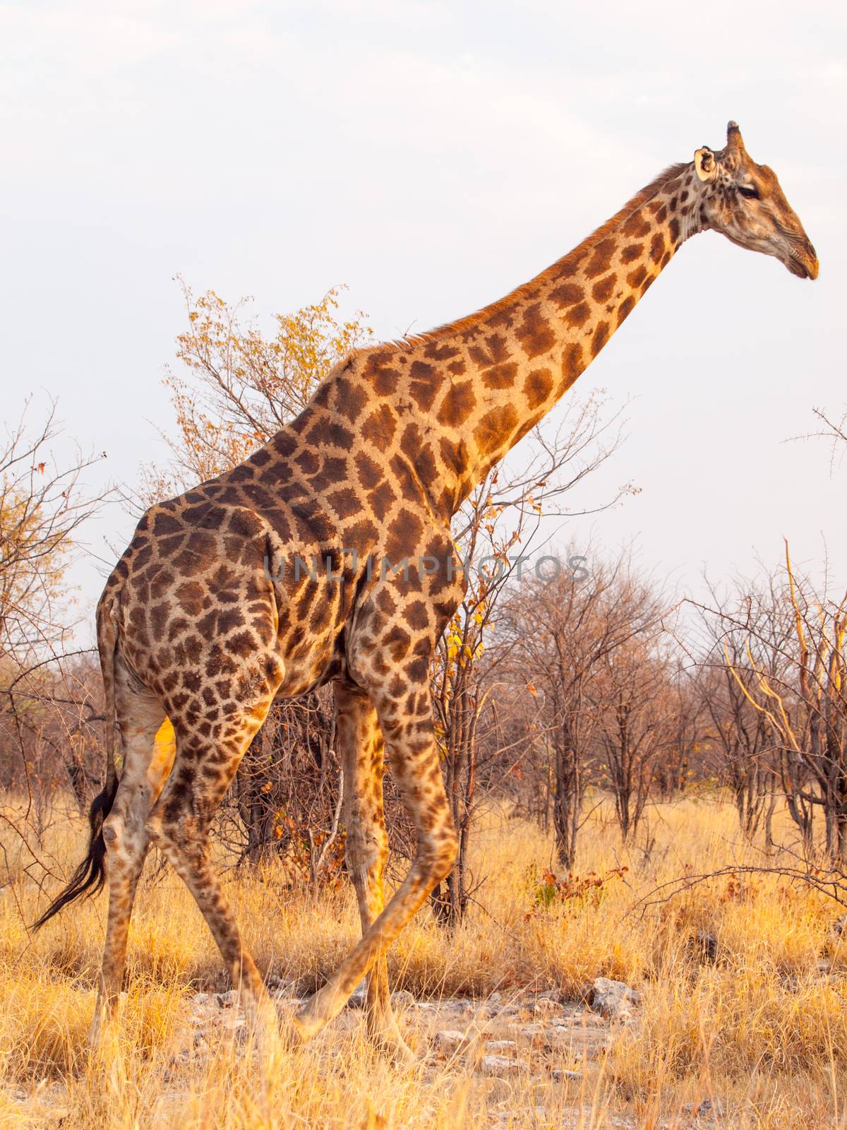 Giraffe walk in Etosha National Park, Namibia, Africa. by pyty