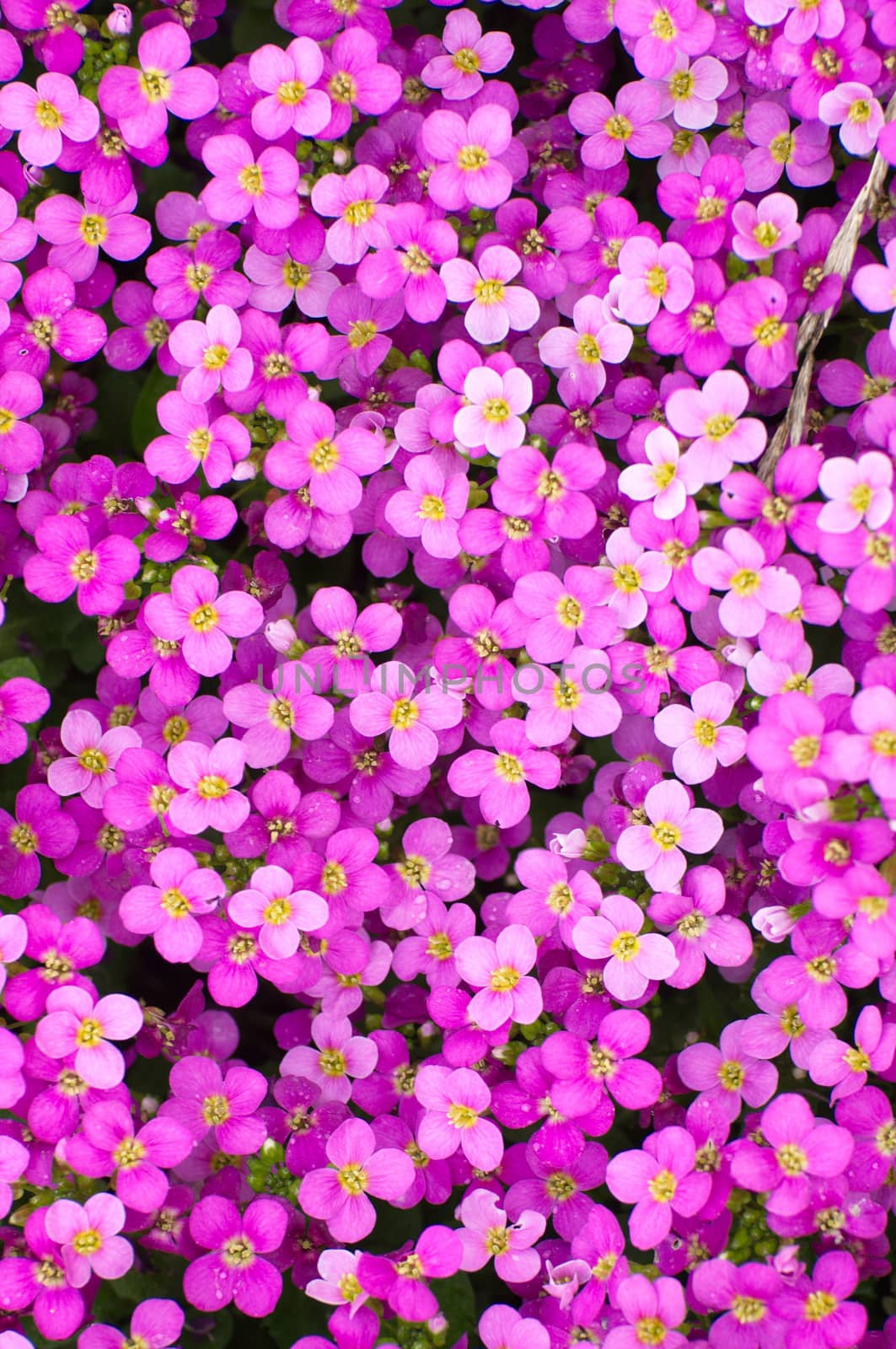 Spring violete beautiful flowers in Fulda, Hessen, Germany by Eagle2308