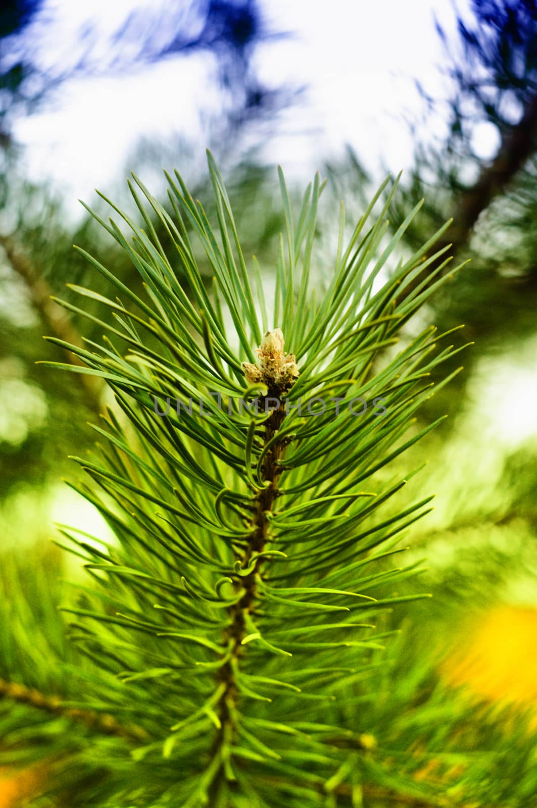 Colorful fresh green young pine branch close-up by Eagle2308