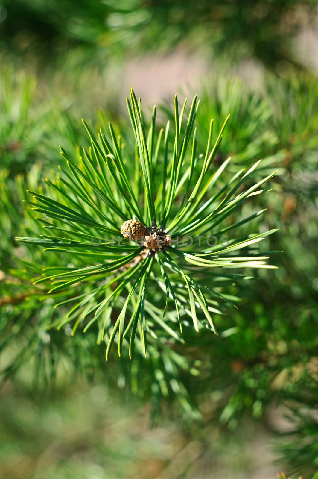 Colorful fresh green young pine branch close-up.