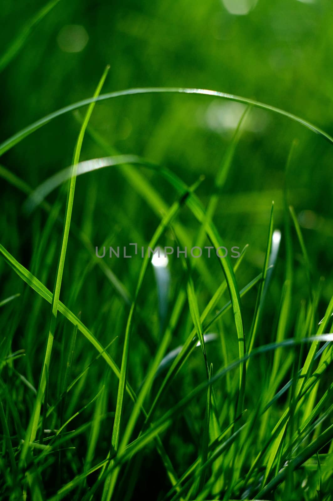 Colorful fresh green young lawn grass close-up.