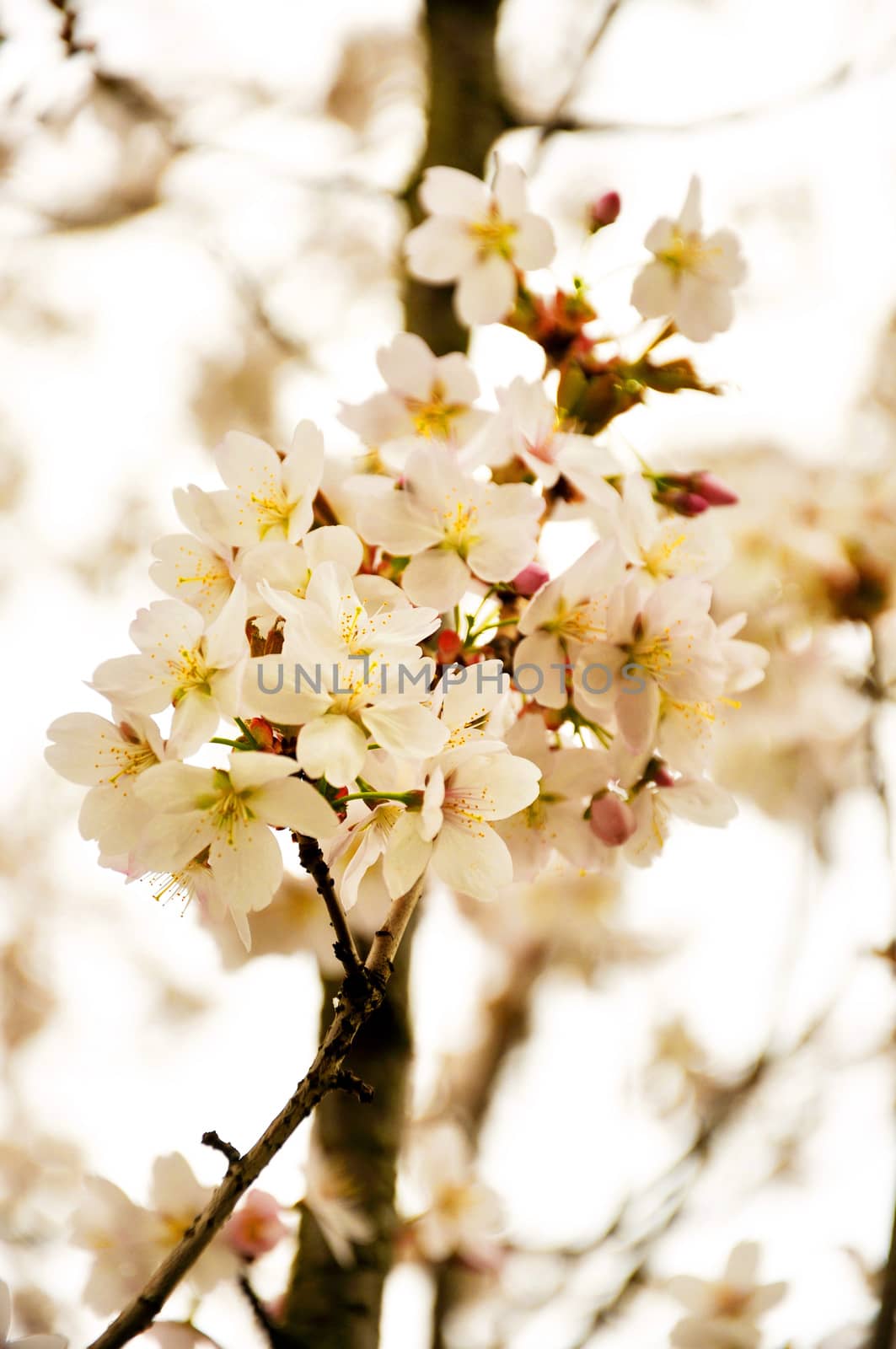 Paradise blooming white apple flowers in spring.