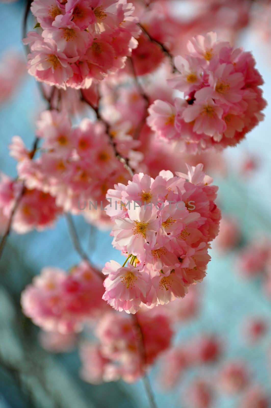 Beautiful pink sakura, japanese cherry on blue sky background.