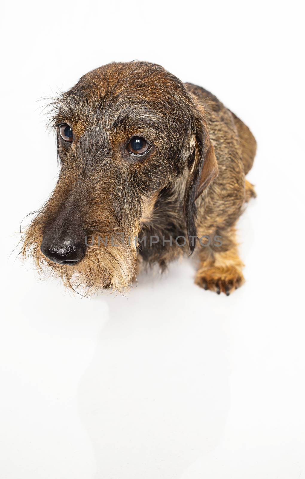 Wiener dog with a sad expression isolated on white background