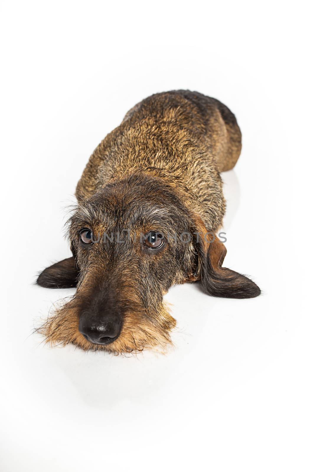 wiener dog laying down, isolated on a white background