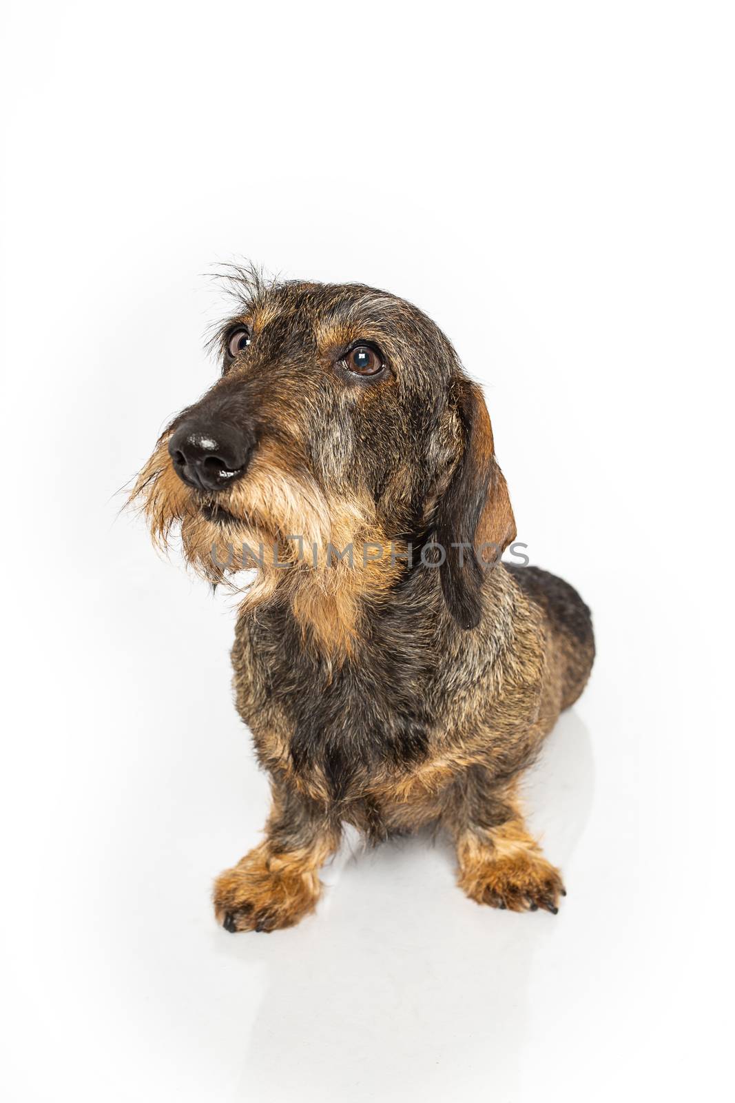 Wire haired dachshund dog sitting down on a isolated on a white background