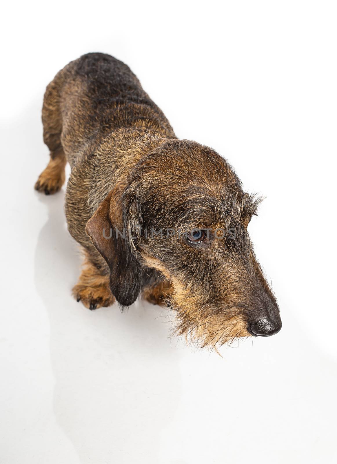Wire haired dachshund looking off to the right on a isolated on a white background