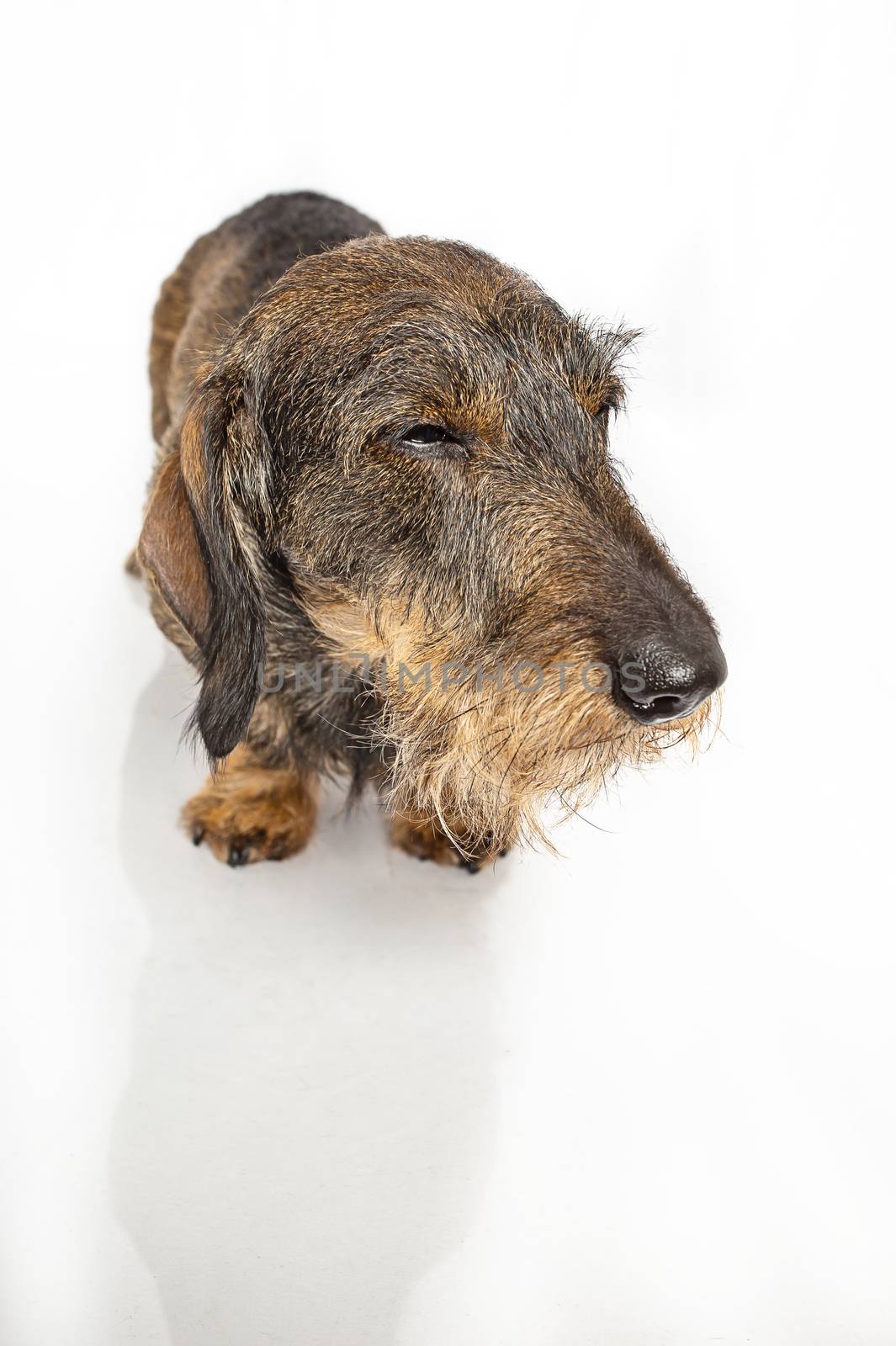 Wire haired dachshund with her eyes close, sleeping standing up, on a isolated on a white background