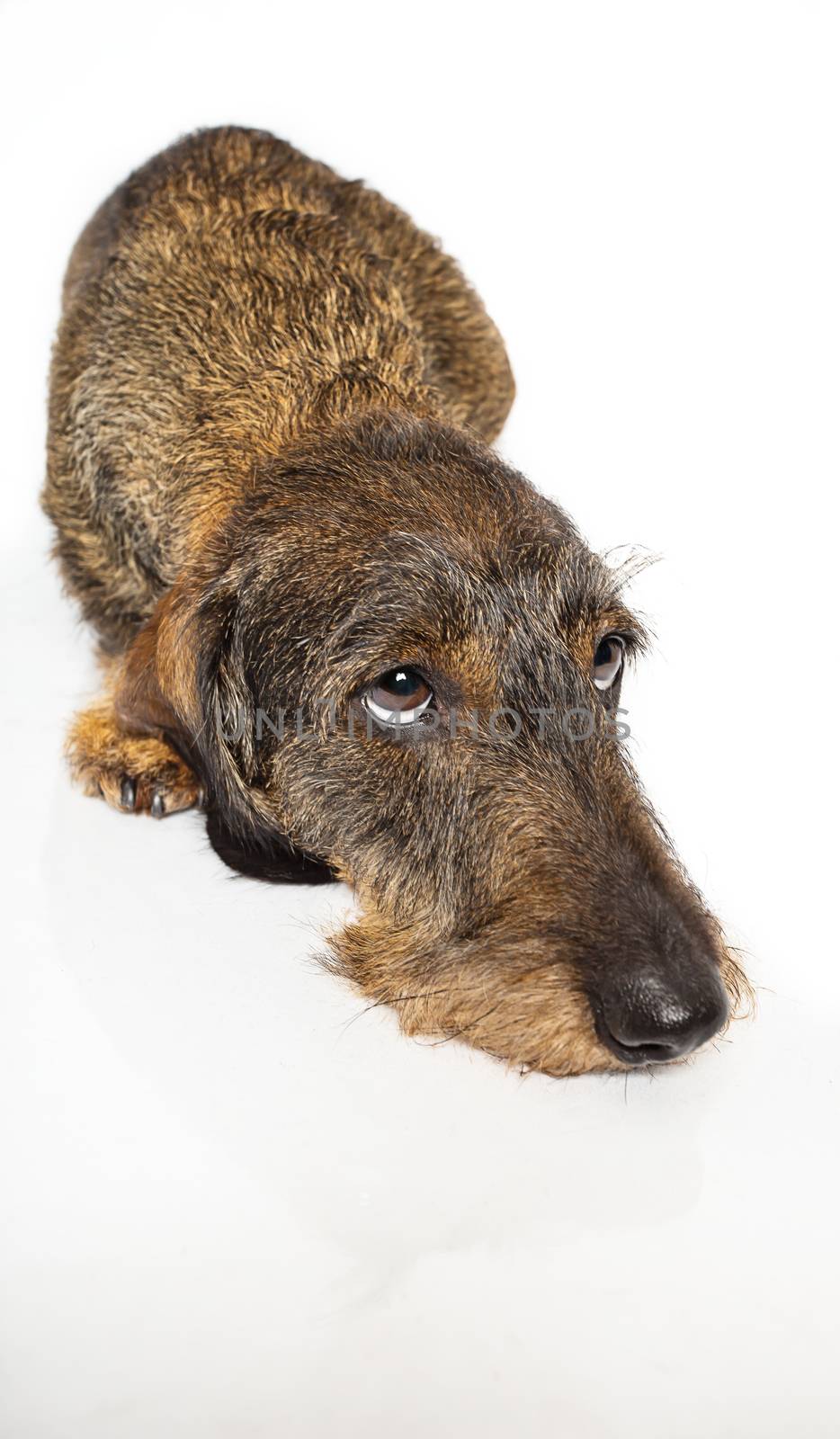Wire haired dachshund laying down and looking up to the right on a isolated on a white background
