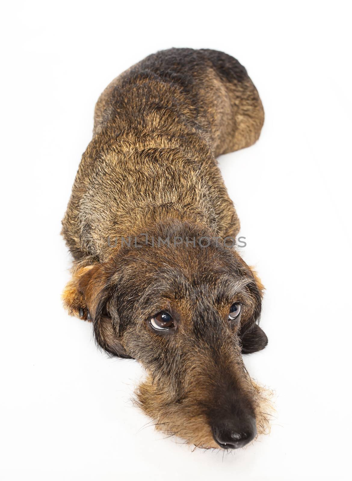 Wire haired dachshund laying down on a isolated on a white background
