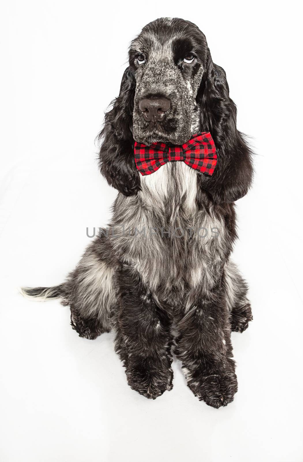 English cocker spaniel wearing a bow tie, isolated on a white background