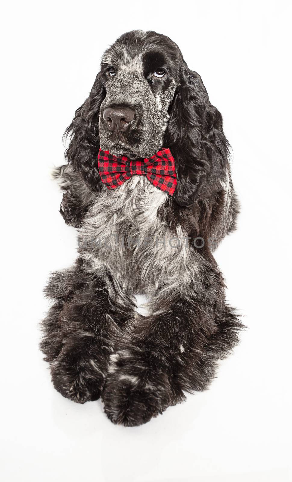 English cocker spaniel wearing a bow tie, isolated on a white background