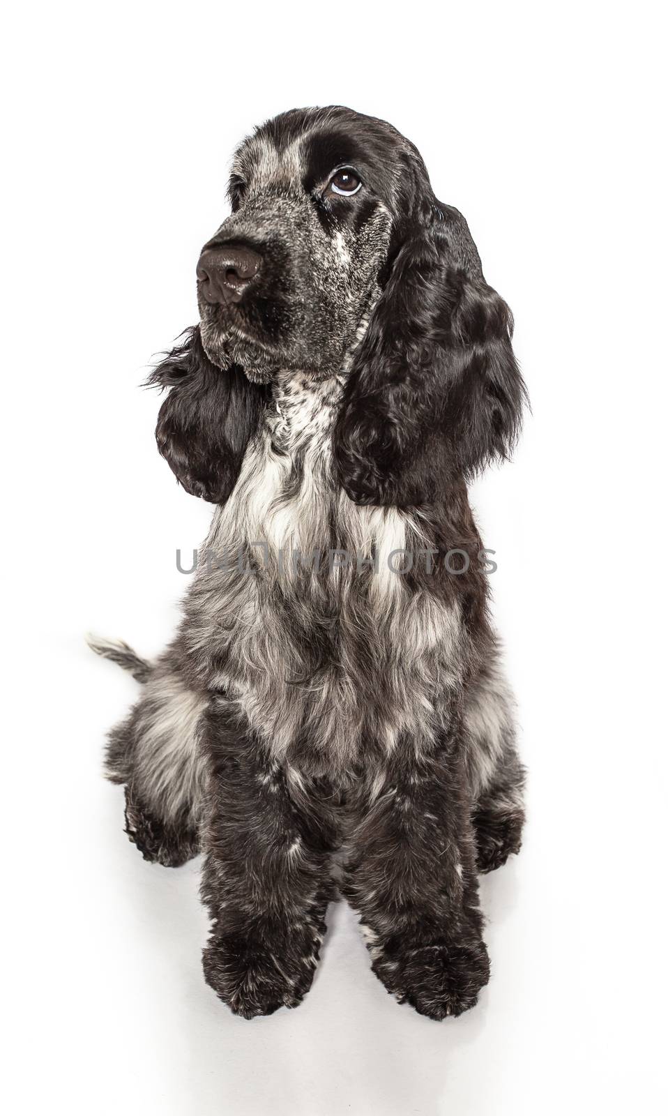 English cocker spaniel sitting down, isolated on a white background