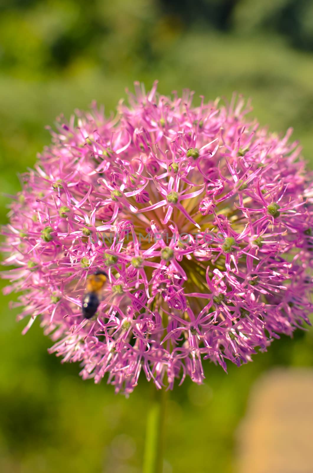 Decorative onion flowers, allium with blured background