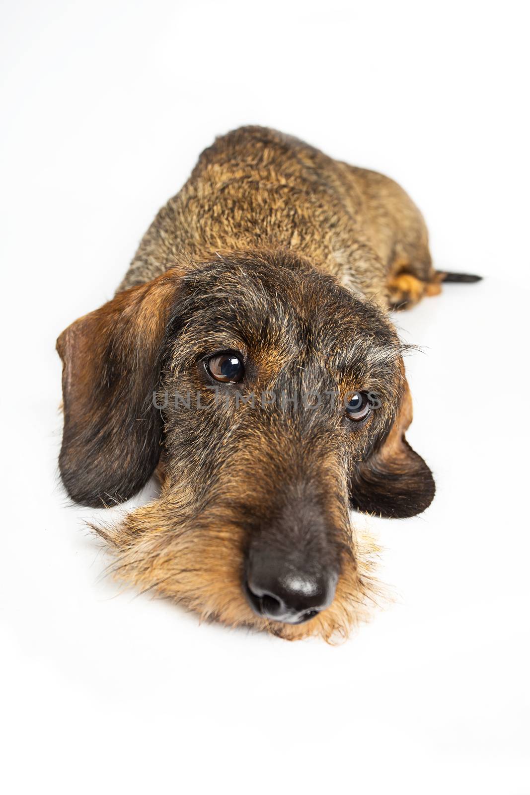 Wire haired dachshund dog laying down with a sad expression, isolated on a white background