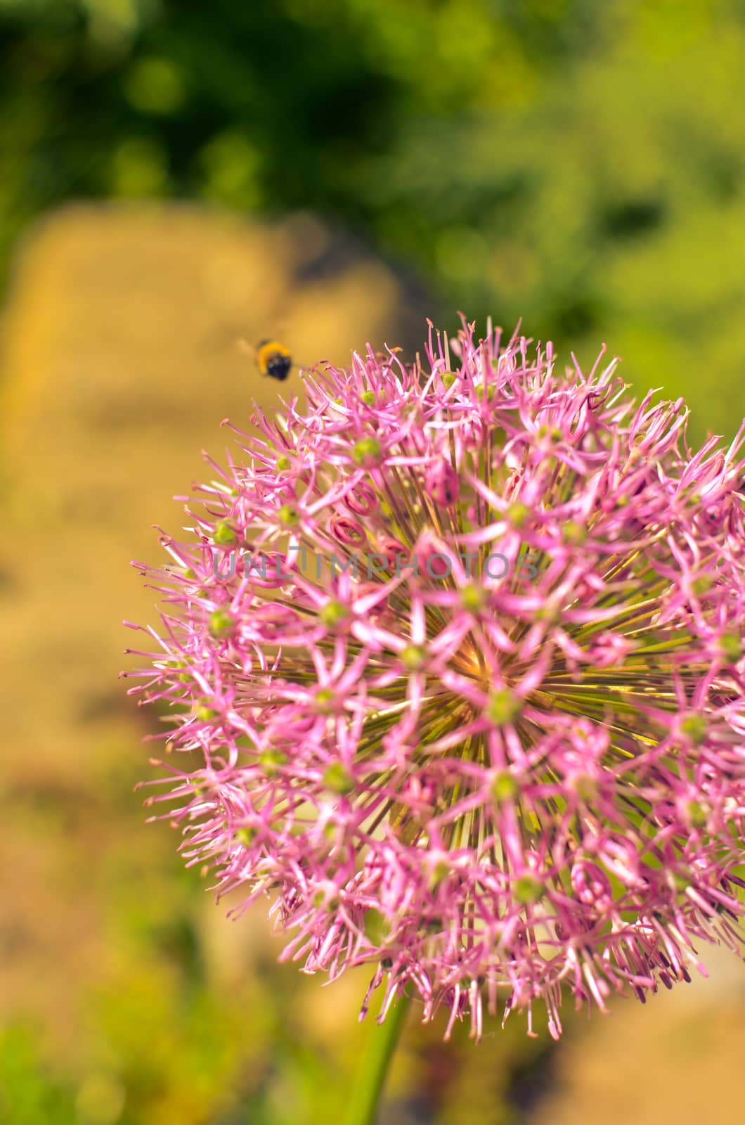 Decorative onion flowers, allium with blured background