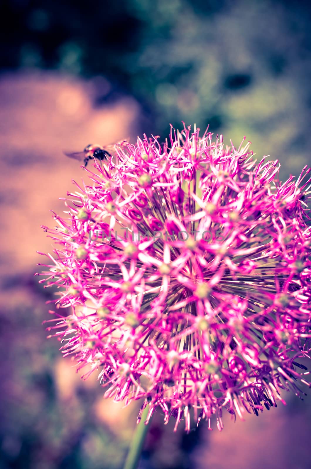 Decorative onion flowers, allium with blured background