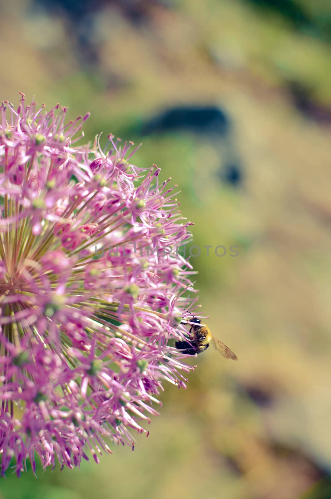 Decorative onion flowers, allium with blured background