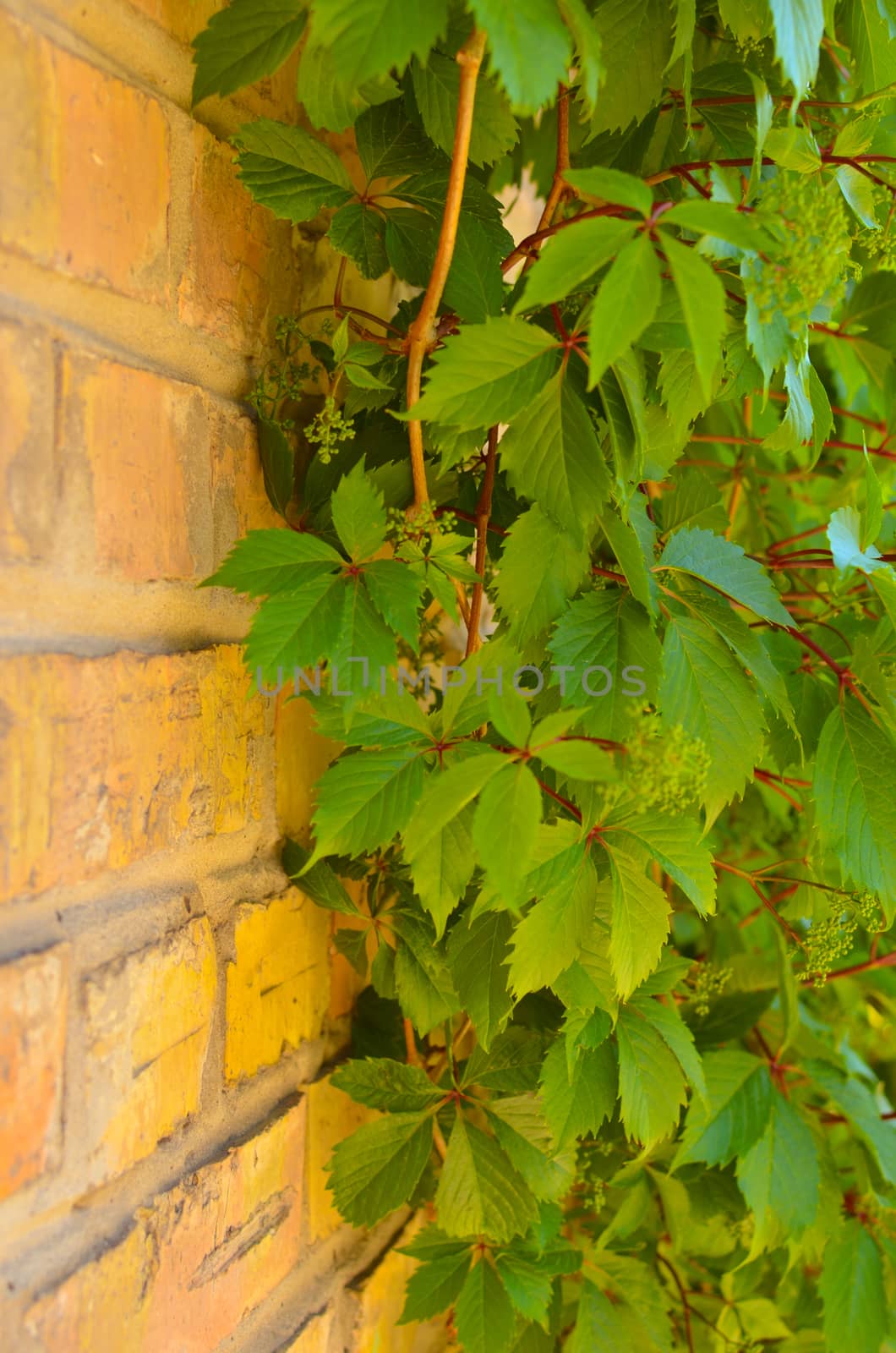 Old red brick wall and wild grapes hanging down on it