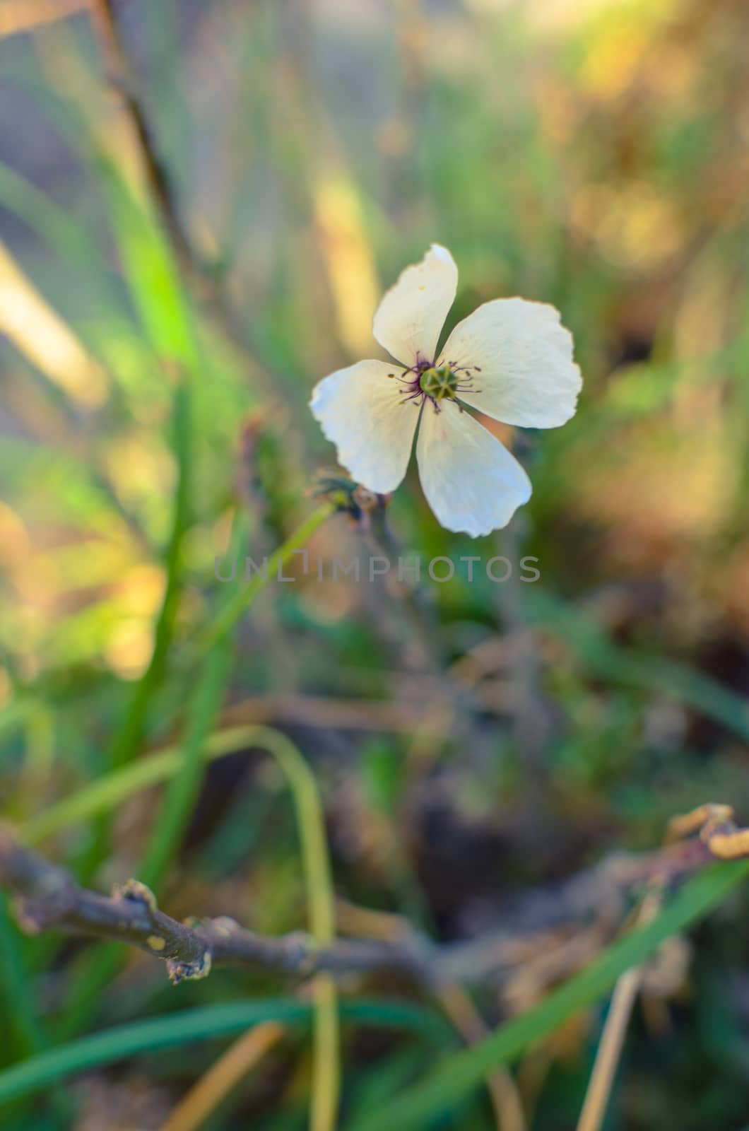 Tiny white Poppy flower in the grass with blured background
