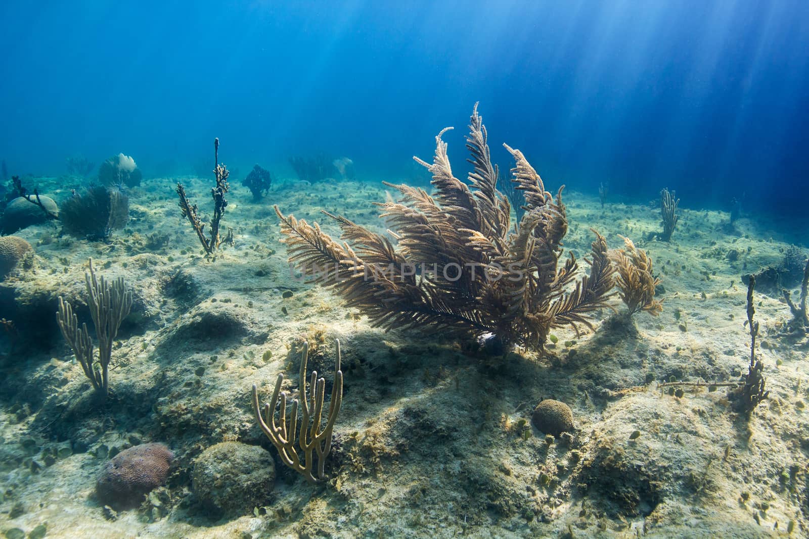 Large soft coral in Atlantic sea reef