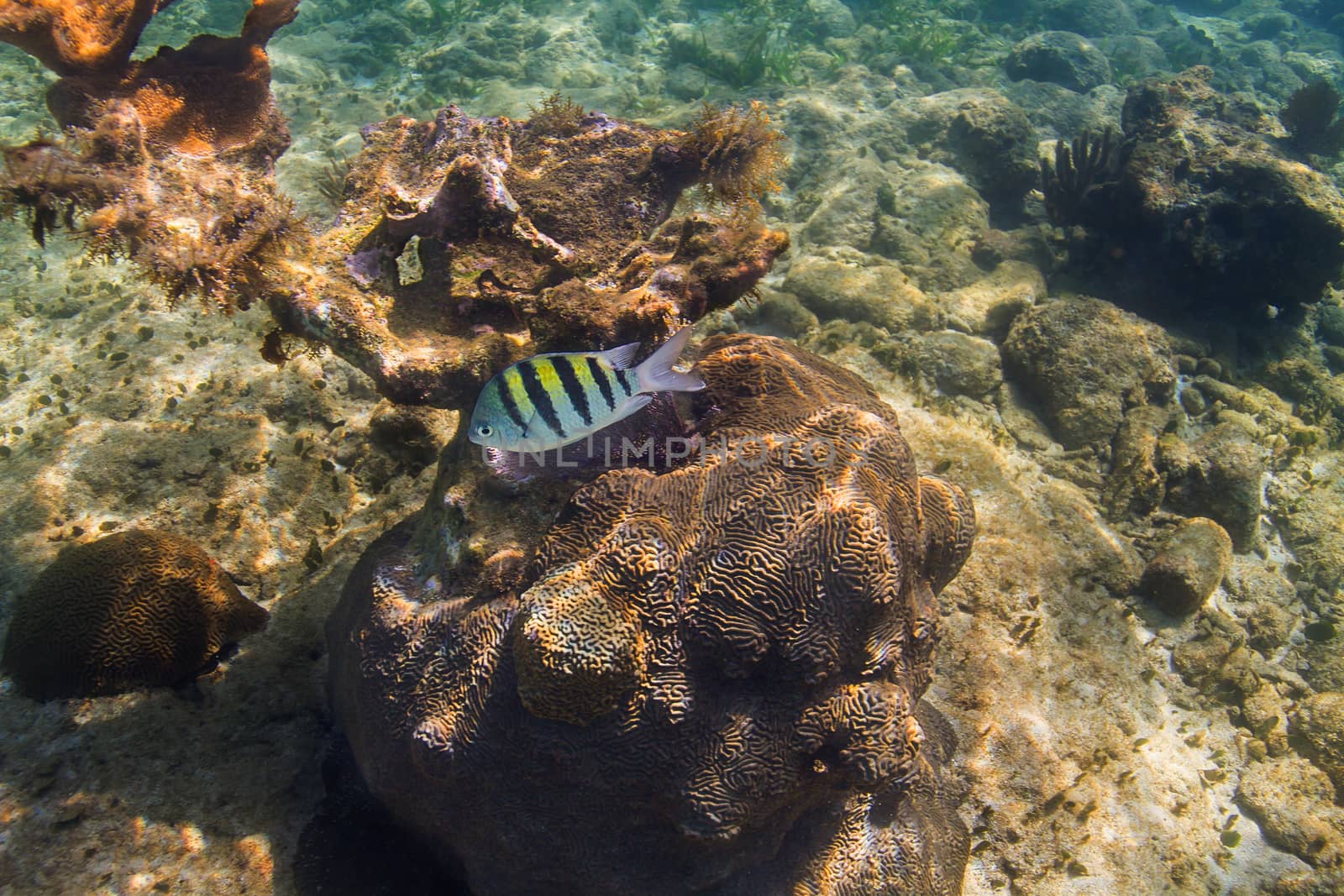 single abudelduf saxatilis swimming in an atlantic reef