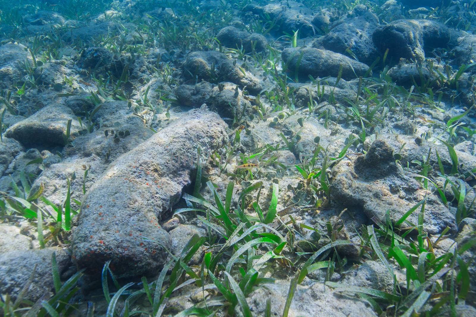 green grass algea growing a the bottom of the sea with one fish