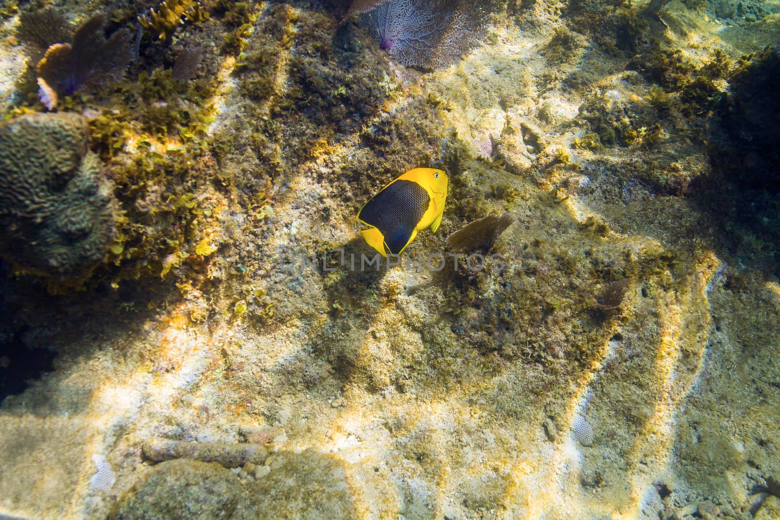 Holacanthus tricolor feed on a coral reef rock