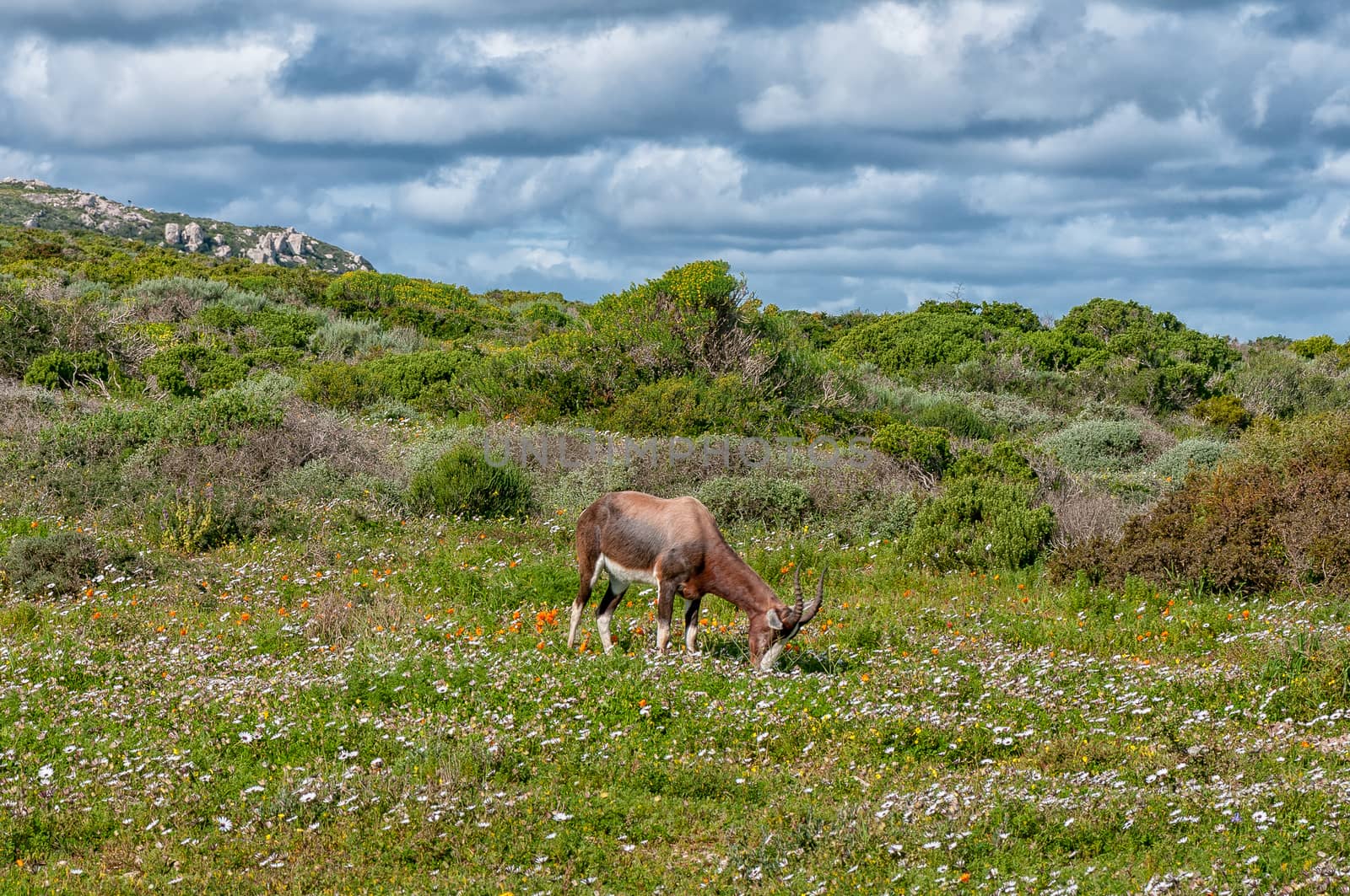 Bontebok between flowers at Postberg near Langebaan on the Atlantic Ocean coast in the Western Cape Province