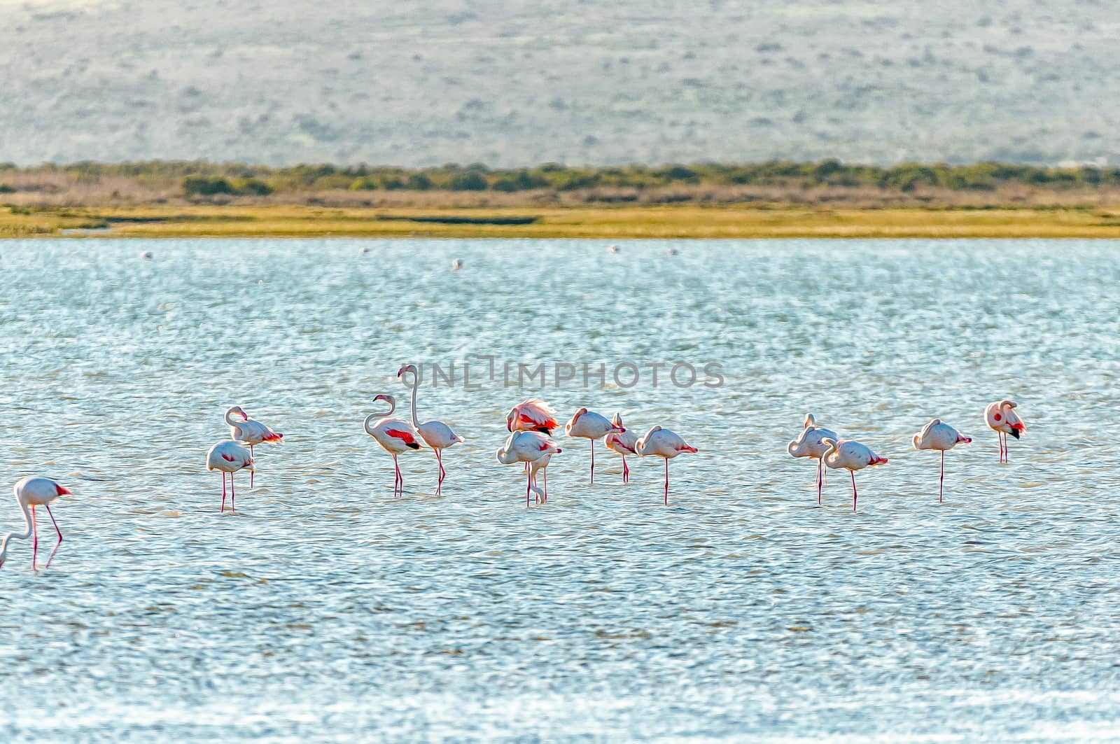 Greater flamingos at the Geelbek Bird Hide on the Langebaan Lagoon on the Atlantic Ocean coast of the Western Cape Province