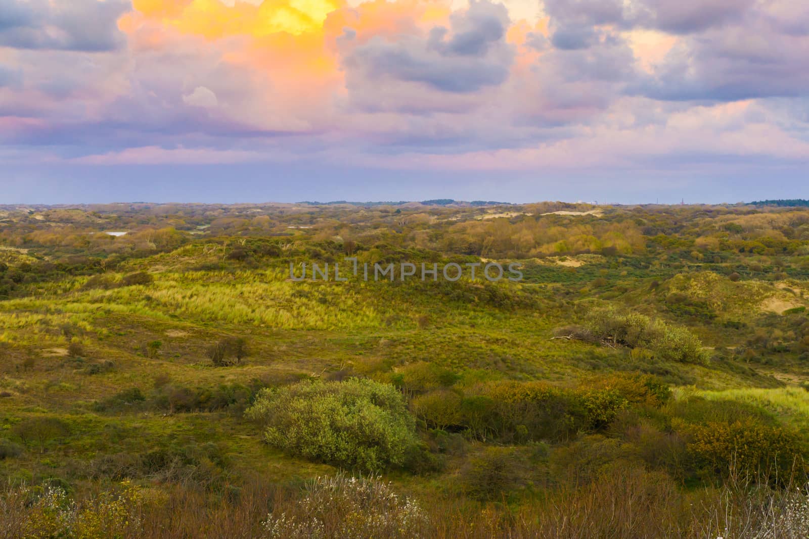 Beautiful and colorful moorland landscape at the dunes of Scheveningen the netherlands around sundown time