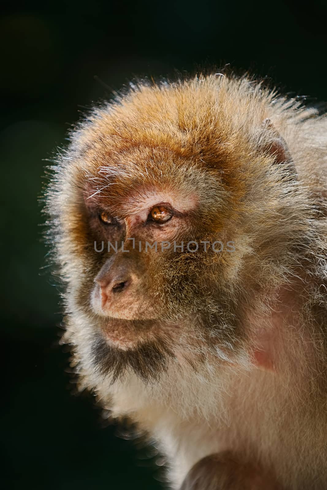 Closeup Portrait of Barbary Macaque (Macaca Sylvanus) 