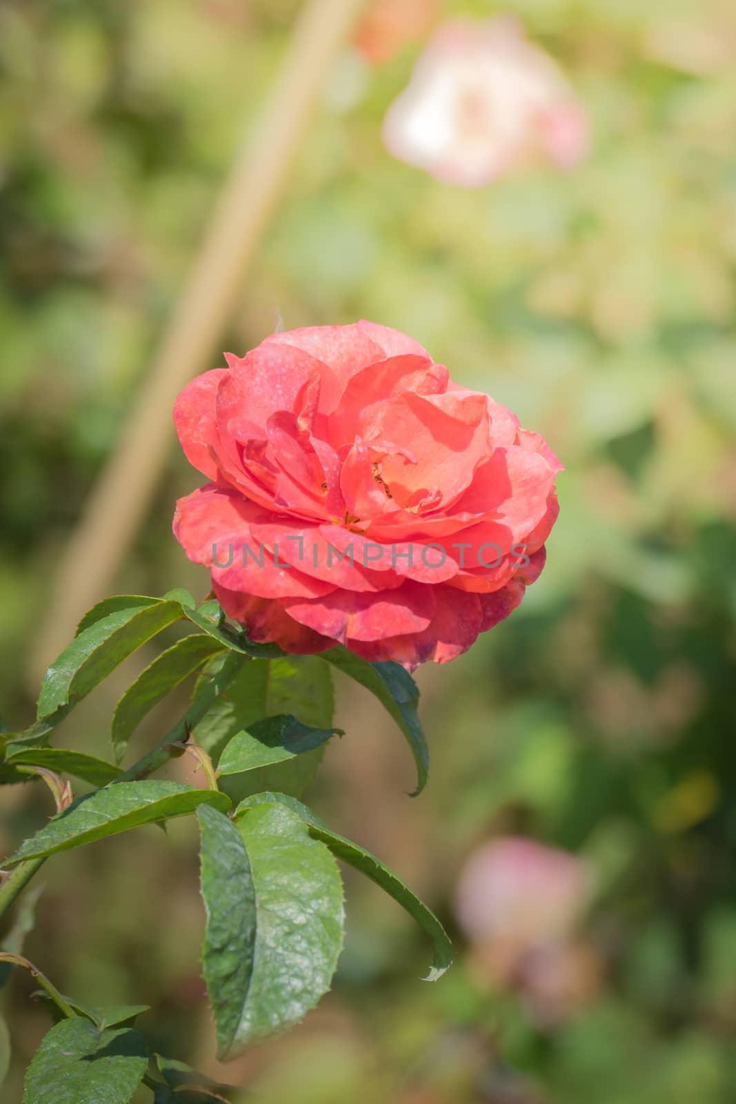 Roses in the garden, Roses are beautiful with a beautiful sunny day.