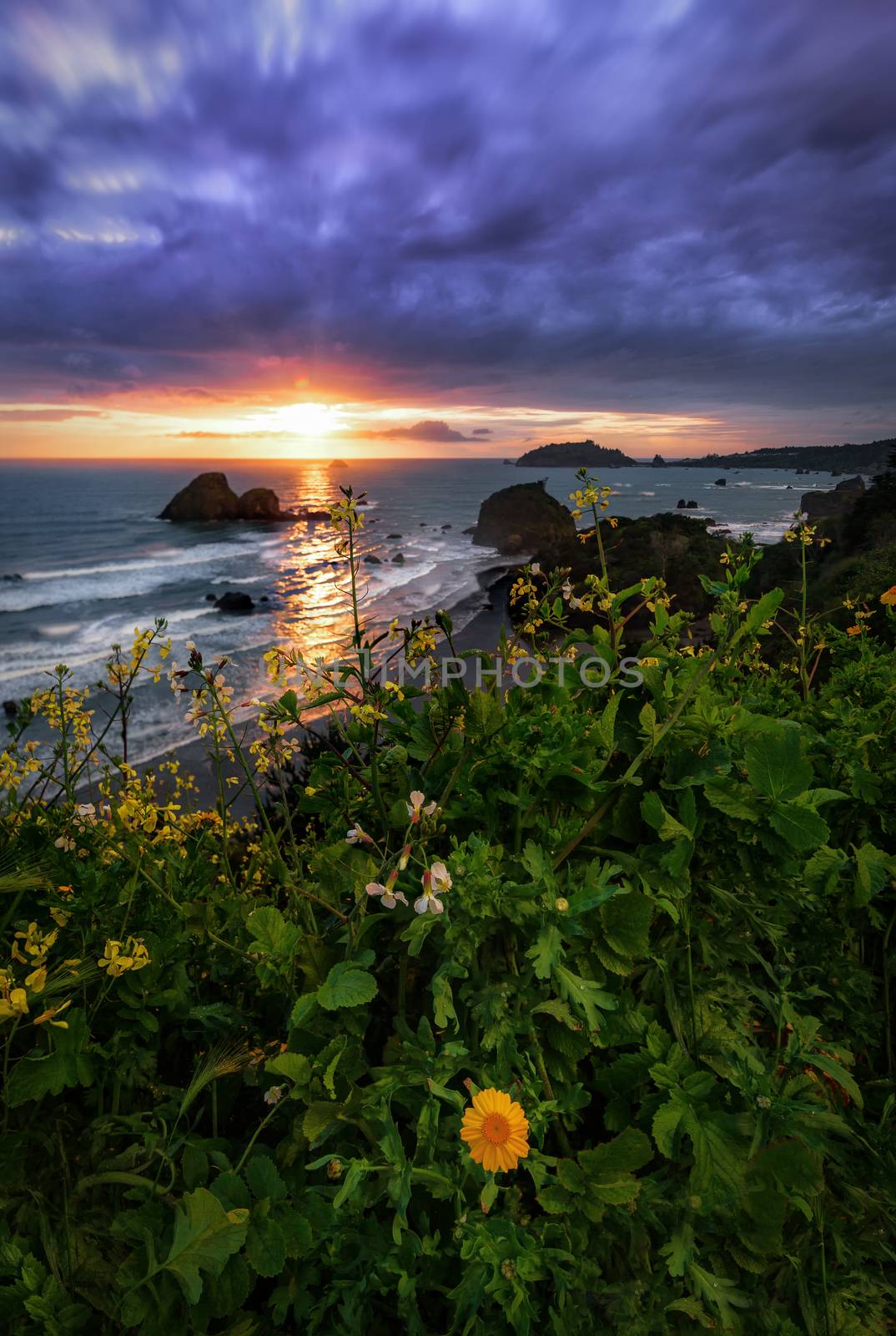 Flowers in the foreground of a beautiful sunset at a rocky beach in Northern California.