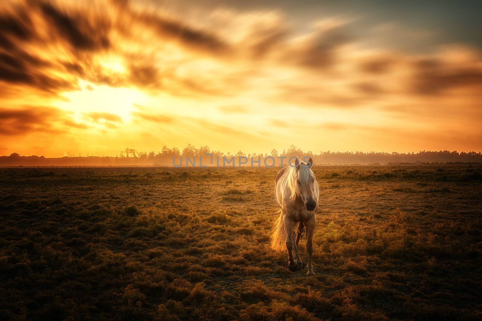 Horse Portrait at Sunset in Northern California. by backyard_photography