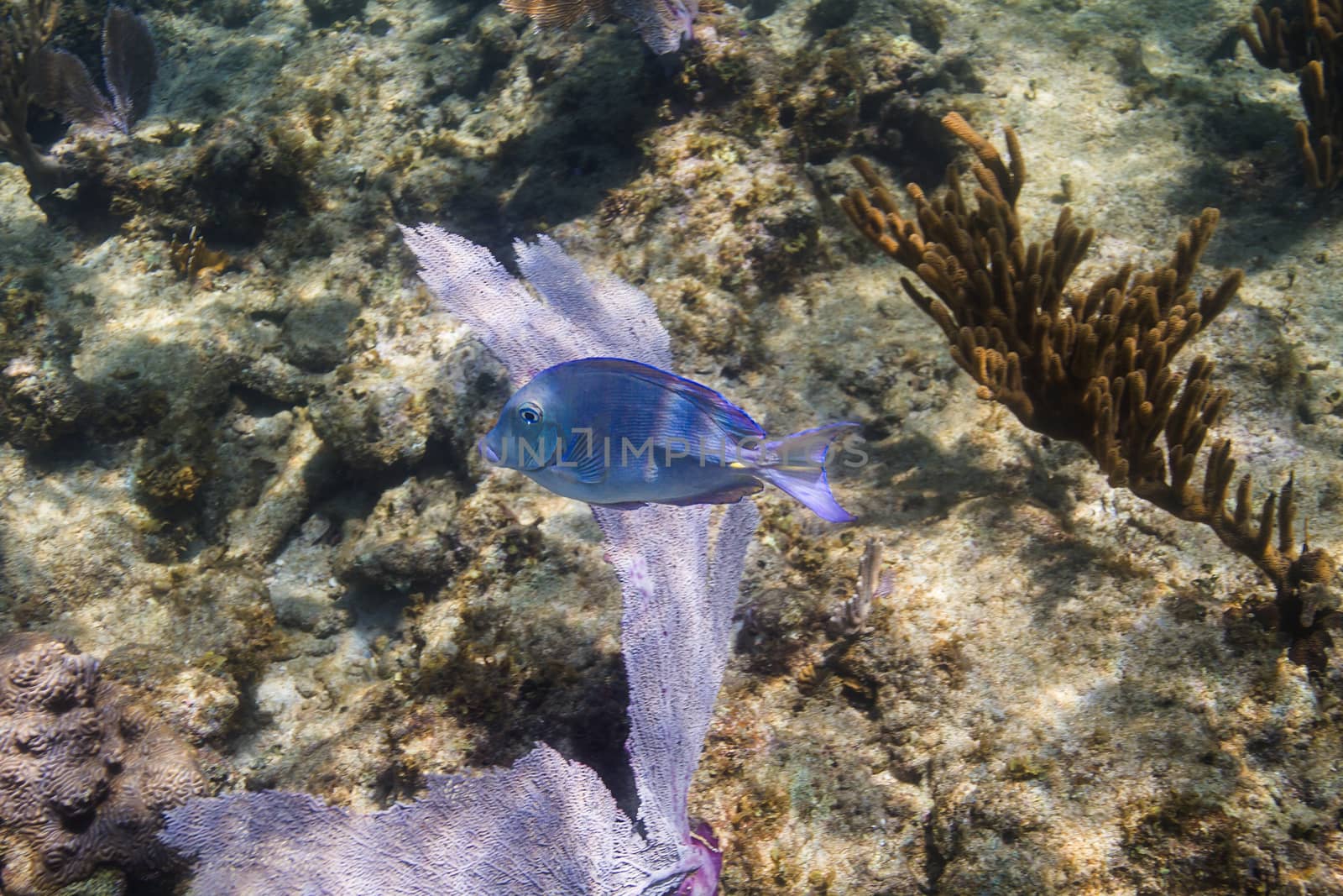 Acanthurus coeruleus in Atlantic coral reef