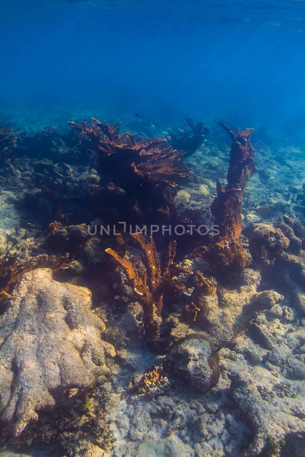Hard coral reef by mypstudio