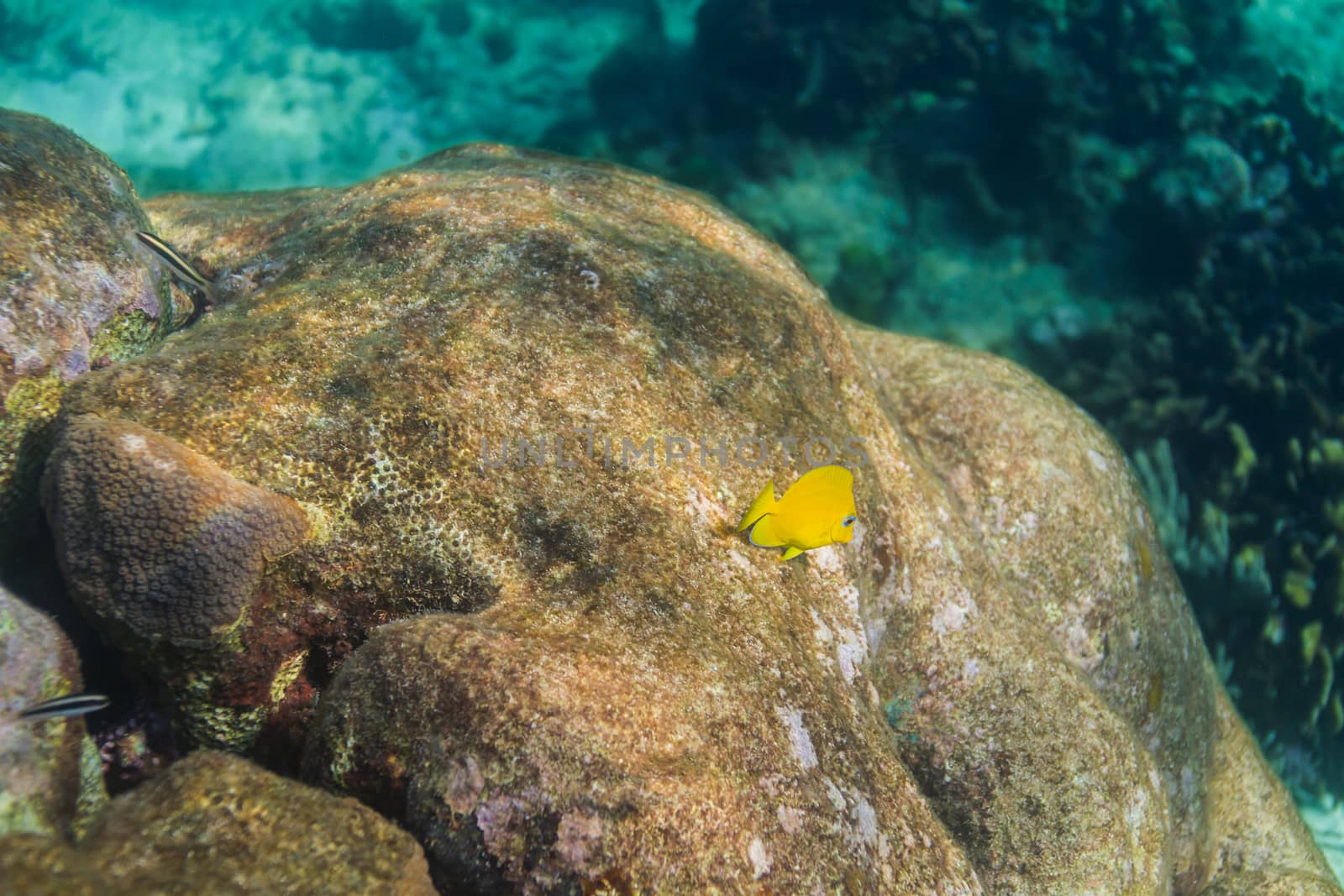 Juvenile Acanthusur coeruleus swimming over a rock